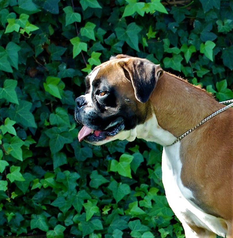 Colet de Alidog