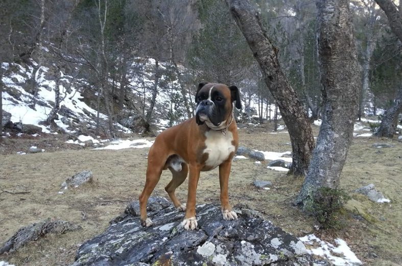 EN MEMORIA DE SAYKO  (19 AGOSTO 2019)