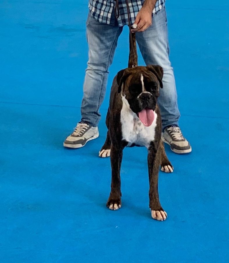 Z-ZETA JONES DE BELLATERRA CH. JOVEN ESPAÑA  (ph)