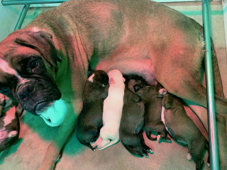 Dos nuevas camadas Bóxer, cachorros disponibles