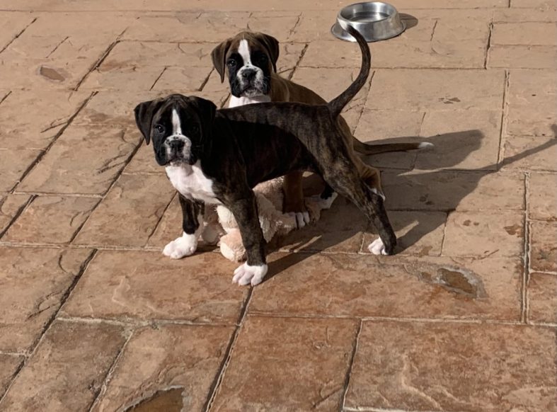 Dos chicas nuevas en la familia de Alidog