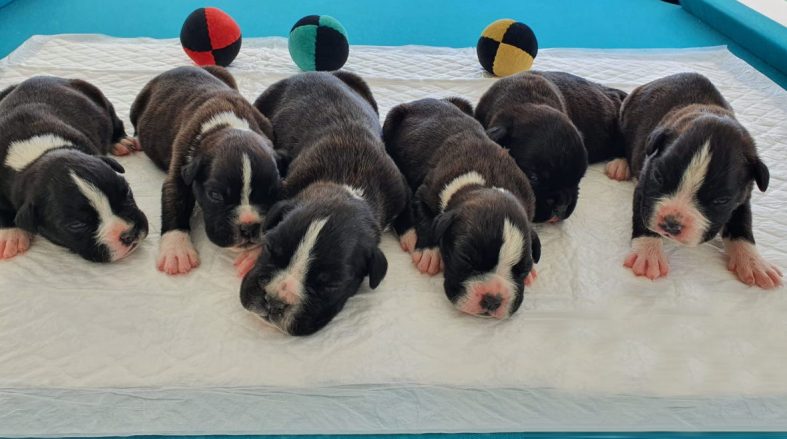 Nueva camada Bóxer (6 cachorros)