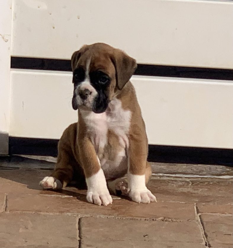 Precioso cachorro Bóxer disponible (4/12/2021)