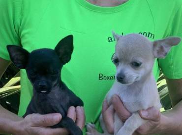 2 Cachorritas Chihuahua disponibles