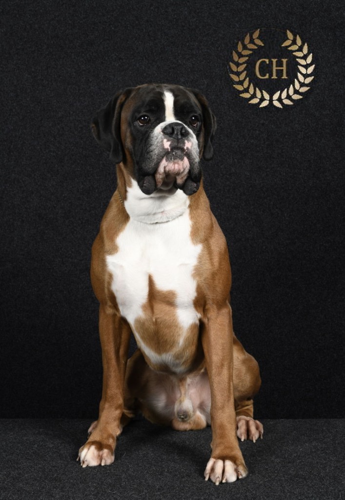 Campeón Bóxer de España