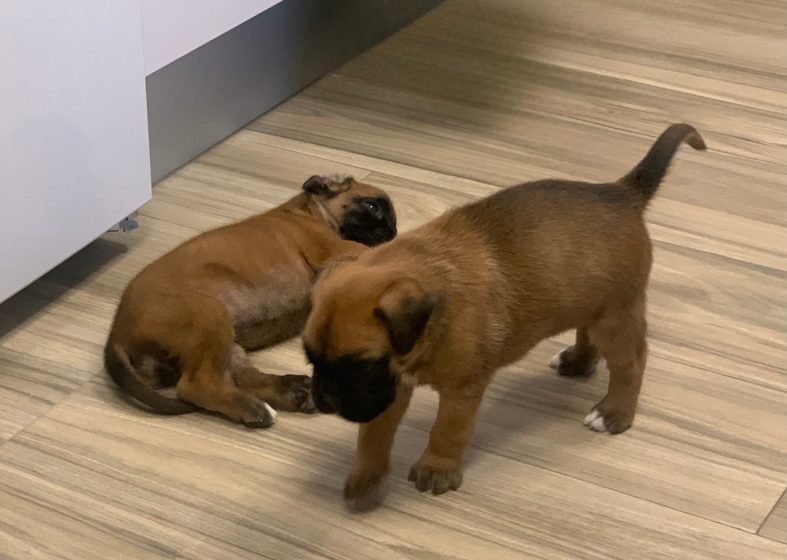 Nuevos cachorritos 10/6/23
