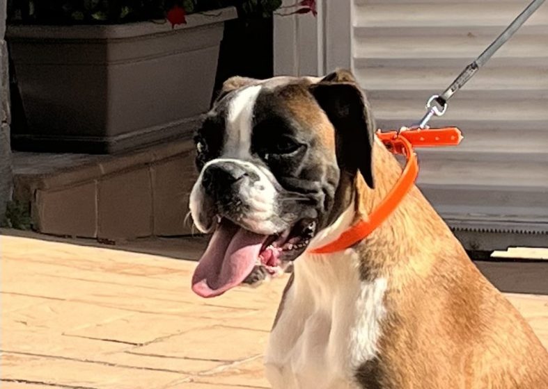 Matilde de Alidog