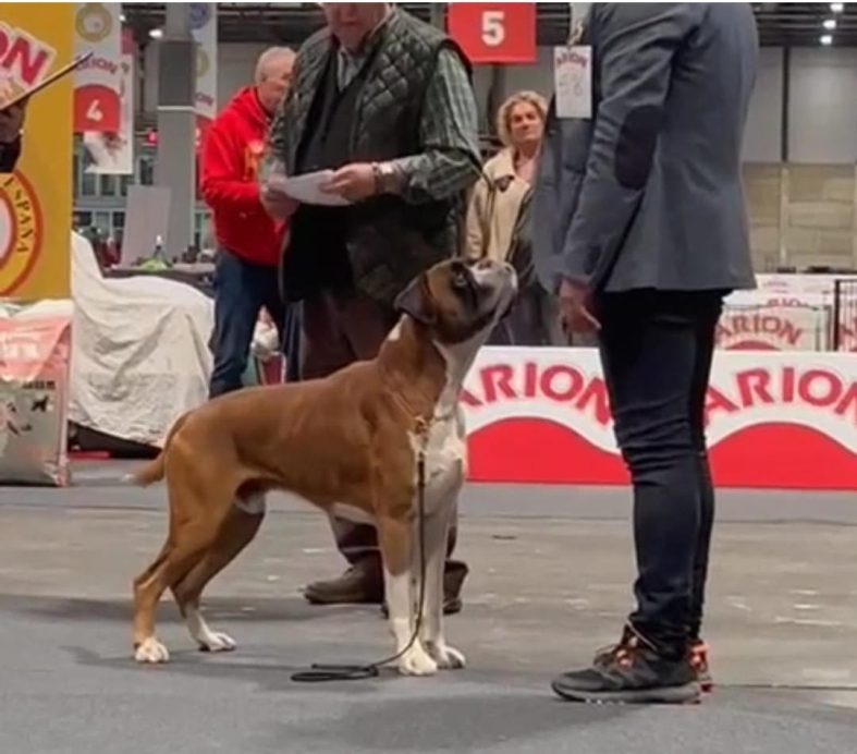 Ch Norton de Alidog, todo un campeón