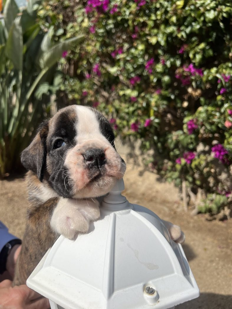 SAL y SOL, cachorritos nueva camada «S»  – 15/2/24