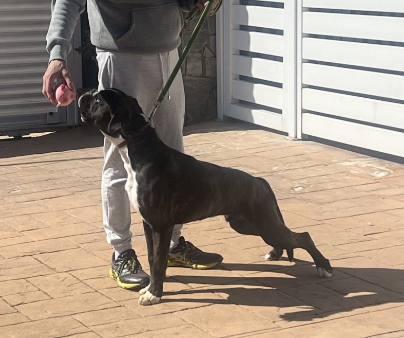 Nilo de Rincomar EN VENTA