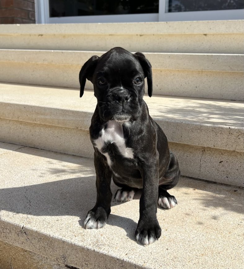 Dos cachorros hembras atigradas disponibles  – 8/1/24