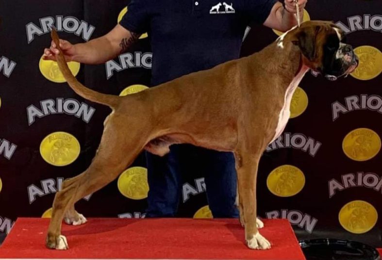 ¡Nueva camada! Hijos de un Campeón de España de Belleza 1/7/2024