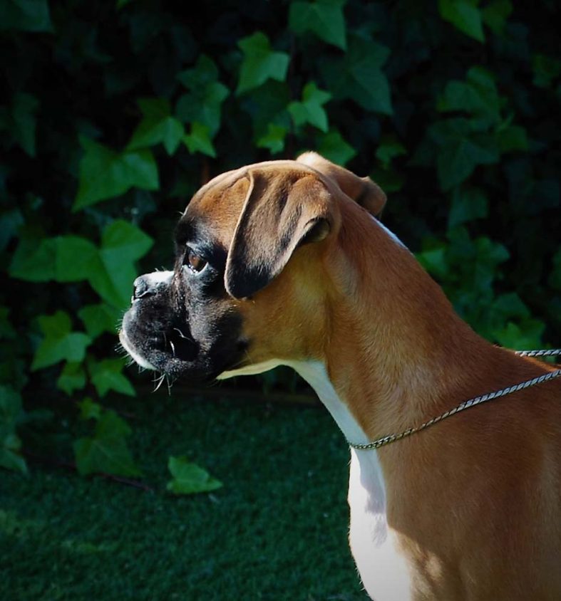 Hembra bóxer adulta en adopción