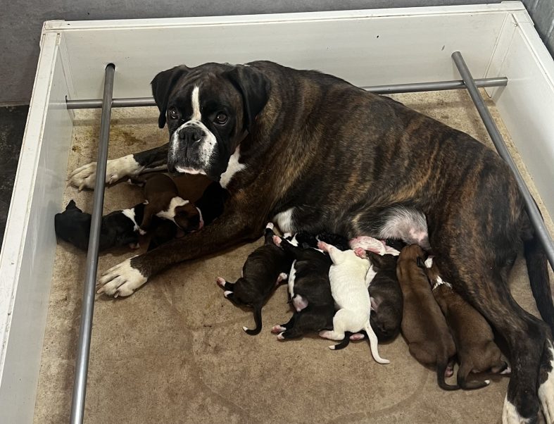 9 Cachorritos en la CAMADA «U» 15/07/2024