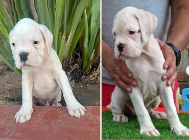 2 cachorros blancos (no disponibles) – nacidos en julio