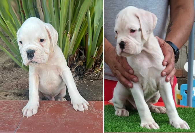 Lee más sobre el artículo 2 cachorros blancos (no disponibles) – nacidos en julio