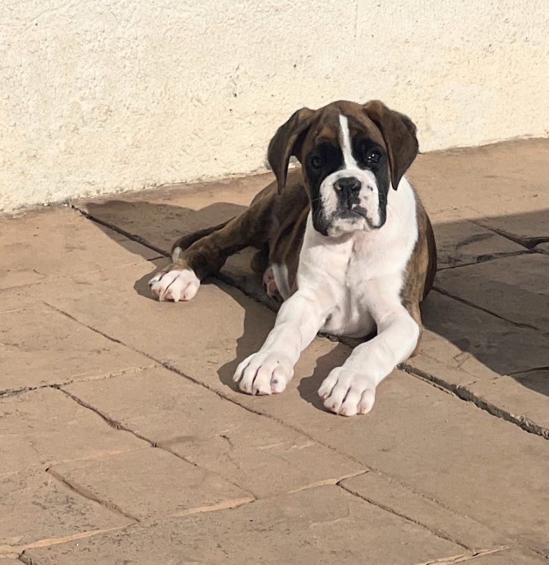 Verdi de Alidog, nuestra nueva ilusión