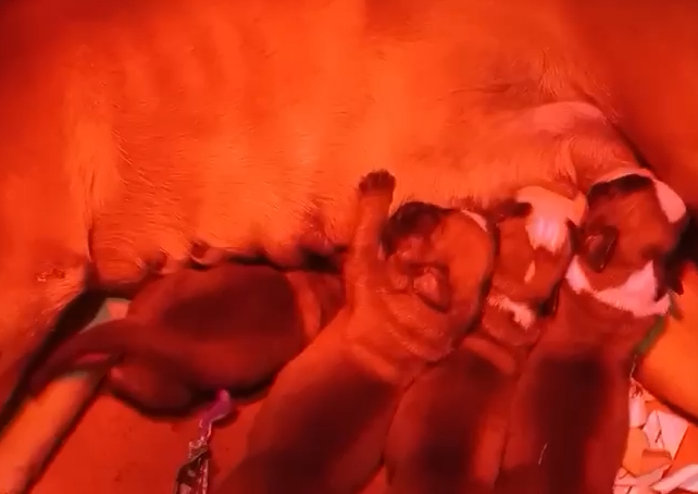 Lee más sobre el artículo 4 Cachorritos nacidos en diciembre 5/12/24