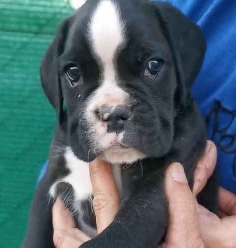 Lee más sobre el artículo Nuevos cachorros nacidos el 10-1-25