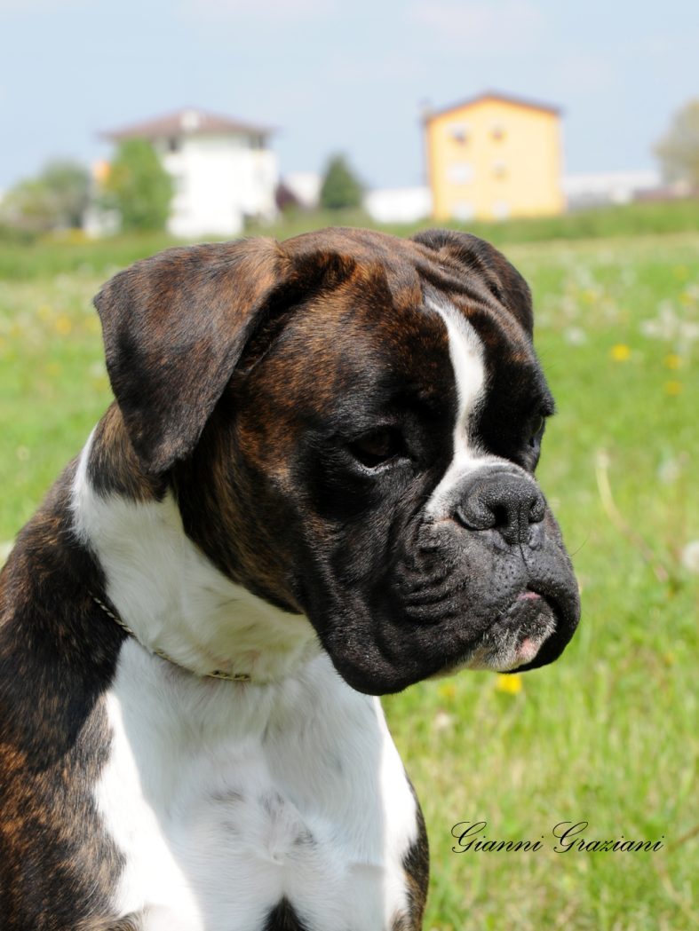 Ch. Belle Epoque de Alidog