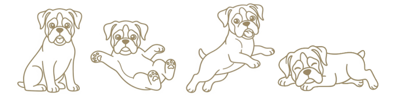 Cachorros Bóxers