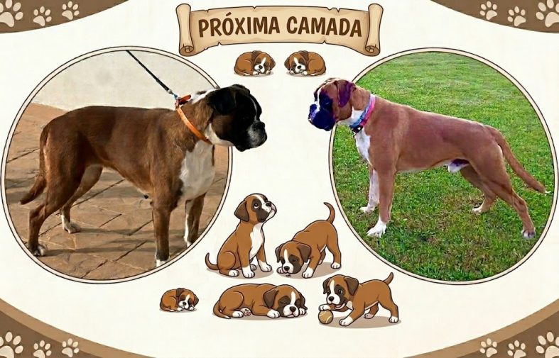 ¡Creciendo la familia! Próximos cachorros Bóxer