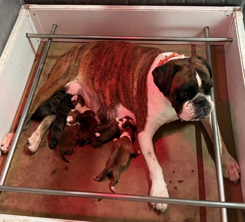 Nueva camada con precisosos cachorritos – 14/4/2026