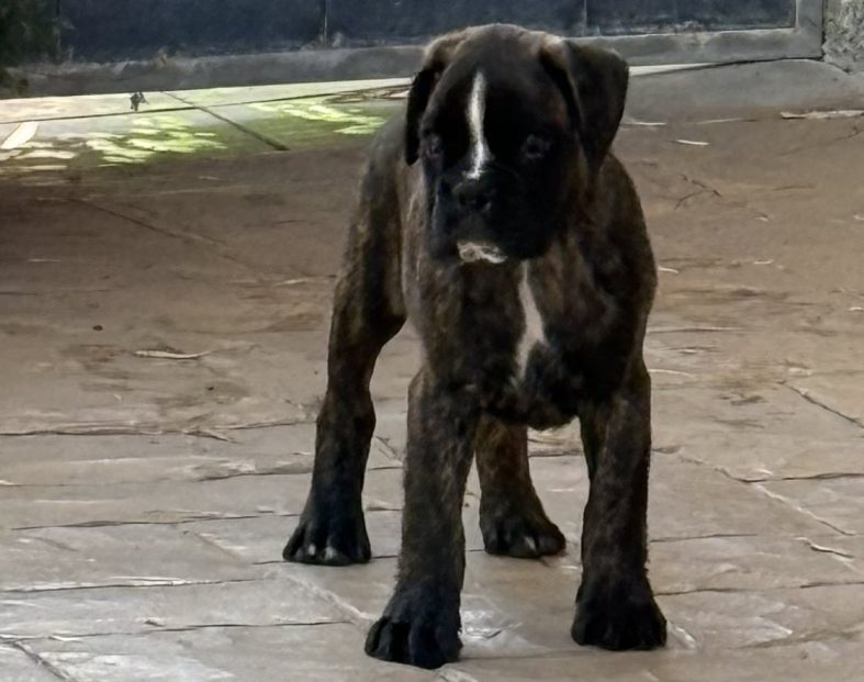 Cachorro macho atigrado (*) no disponible