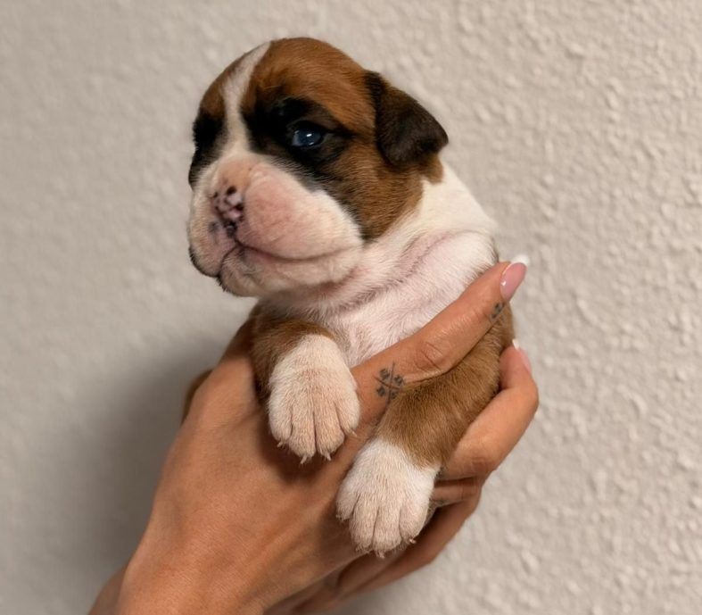 Cachorritas disponibles camada A – 14/4/2026