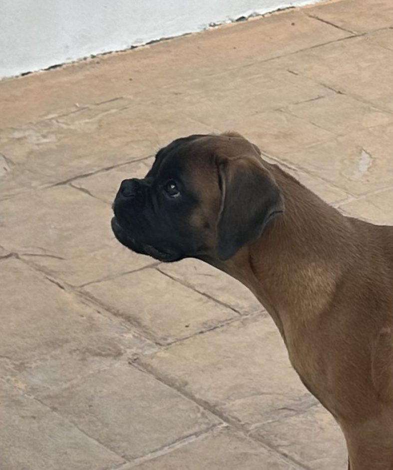 Zilda de Alidog