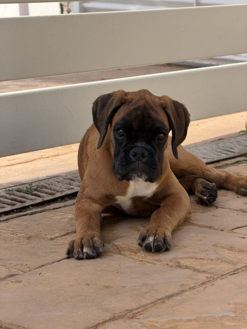 ¡Bienvenida a casa, Zilda de Alidog!