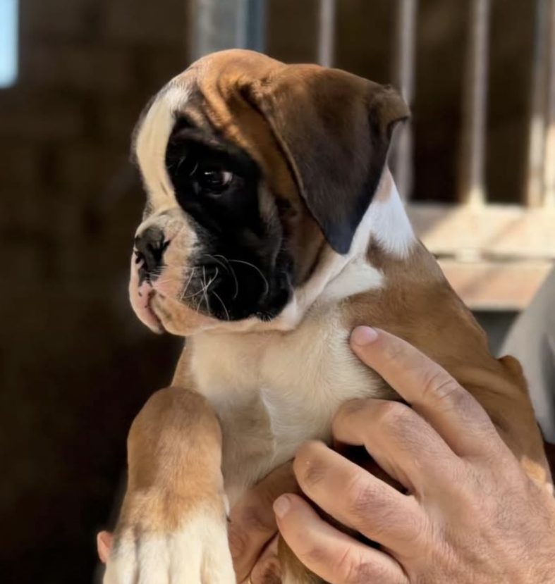 Valentina de Rincomar- ¡Nuestra nueva chica en Alidog!